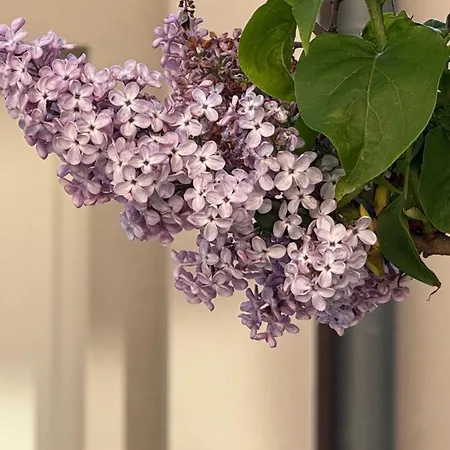 Camino De Rabe 2* Rabé de las Calzadas